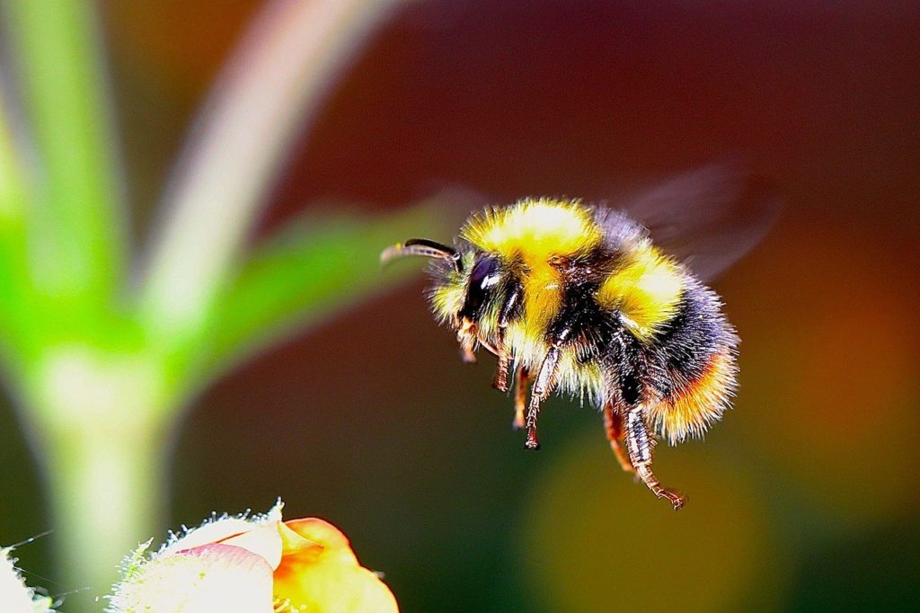 Glade humler elsker å pollinere, men visste du at de ikke lager honning?